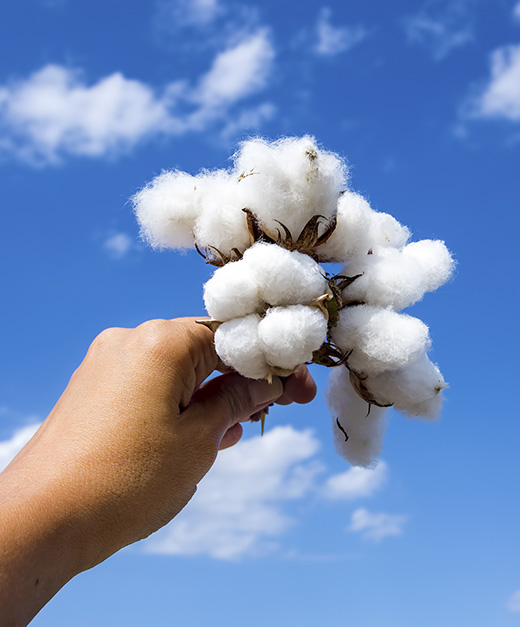 Texas Cotton Producers Meeting